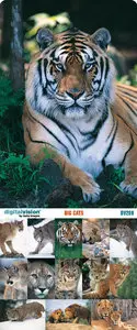 Digital Vision | DV289 | Big Cats