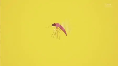 BBC - The Secret Life of Midges (2015)