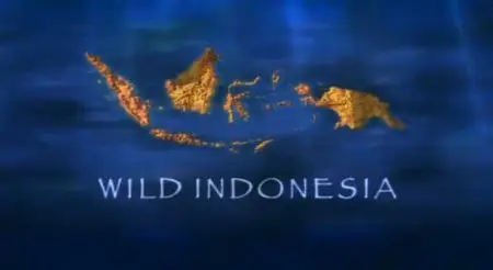 BBC - Wild Indonesia - Magical Forests