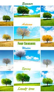 Stock Photo - Four Seasons Tree