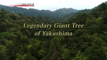 NHK - Legendary Giant Tree of Yakushima (2017)