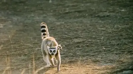 Island of Lemurs: Madagascar (2014)