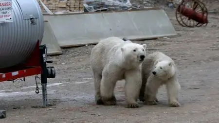 BBC - Life in Polar Bear Town with Gordon Buchanan (2016)