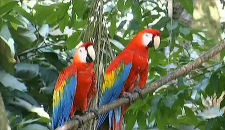 Золотой глобус. 16. Бразилия