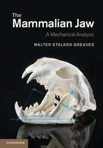 The Mammalian Jaw: A Mechanical Analysis