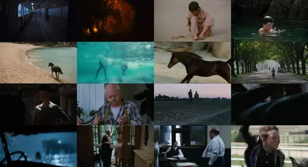 The Black Stallion (1979)