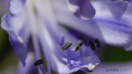 Lynda - The DIY Photographer (Updated Dec 04, 2015)