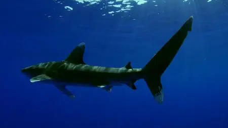 BBC This World - Why Sharks Attack (2023)