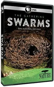 PBS - NATURE: The Gathering of Swarms (2014)