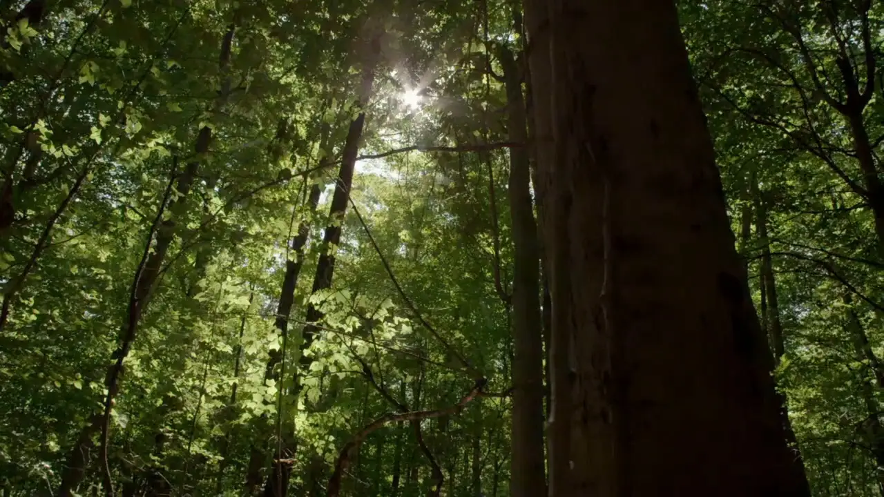 PBS NATURE A Squirrel's Guide to Success (2018) / AvaxHome