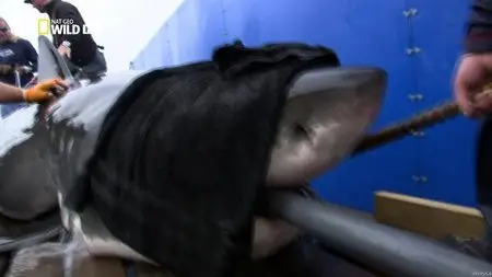 National Geographic Wild: Shark Men - Can't Catch a Break (2012)