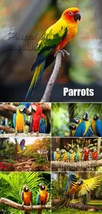 Stock Photo - Parrots