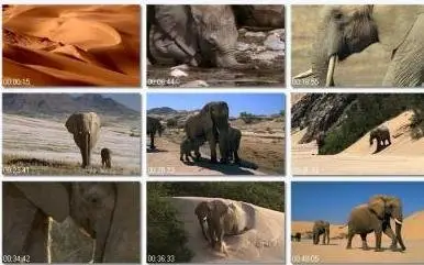 BBC: Natural World - Elephant Nomads of the Namib Desert (2008)