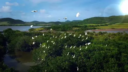 CBC - The Nature of Things with David Suzuki: The Musical Animal (2022)