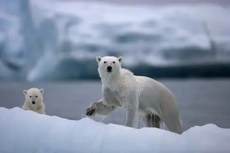 BBC Nature's Great Events - HD series
