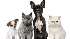 Animal Reiki Practitioner Certification