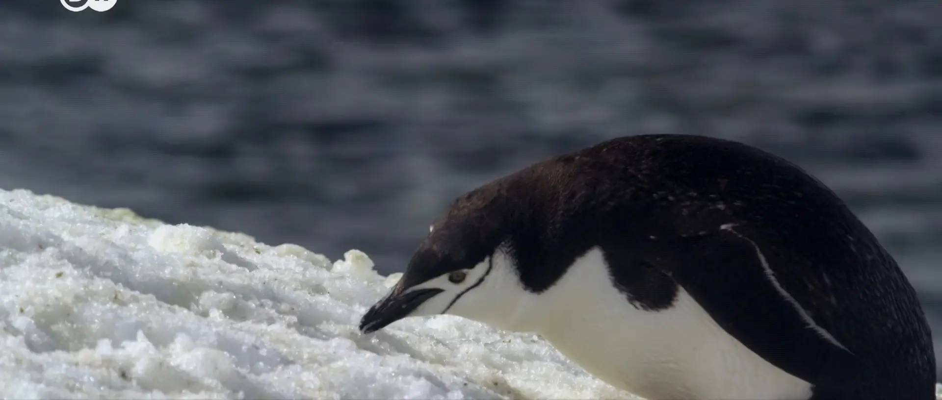 DW - Antarctica: A Message from Another Planet (2020)