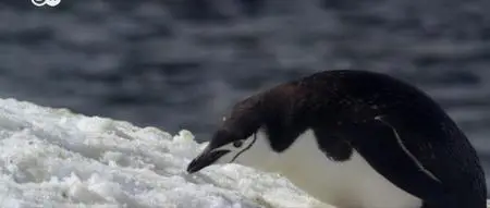DW - Antarctica: A Message from Another Planet (2020)