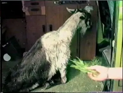 Peaceable Kingdom (2004)