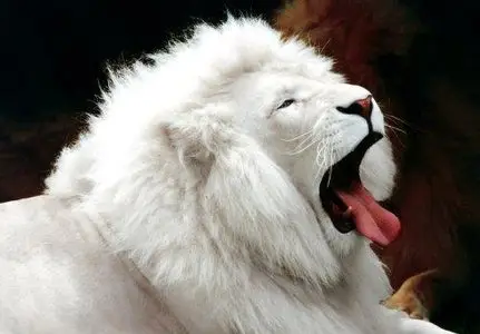 120 Animals Wallpapers