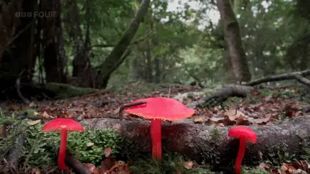 BBC - Fungi: The Web of Life (2023)