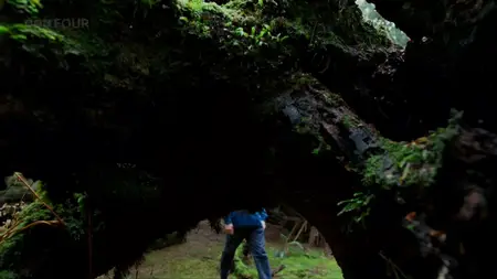 BBC - Fungi: The Web of Life (2023)