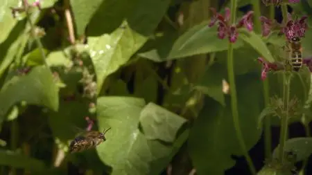 PBS - NATURE: My Garden of a Thousand Bees (2021)