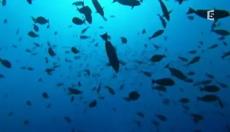 (Fr5) Les ailerons du lagon (2011)