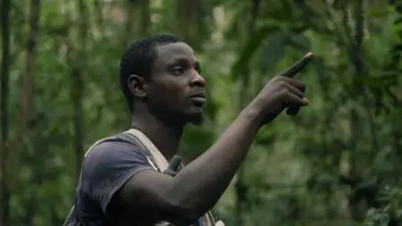 Gorillas of Gabon (2019)