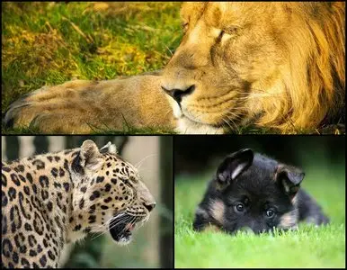 HD Animal Wallpapers for a Desktop (003)