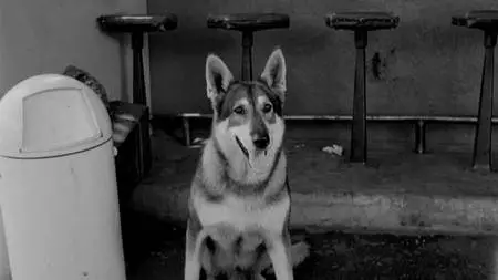 The Littlest Hobo (1958)