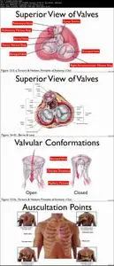 Cardiac Anatomy & Physiology