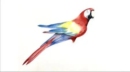 Macaw Watercolour - clean colours and simple brushstrokes