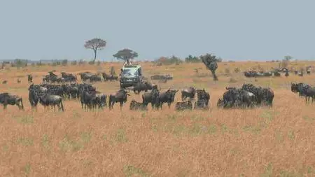 3D Safari: Africa (2011)