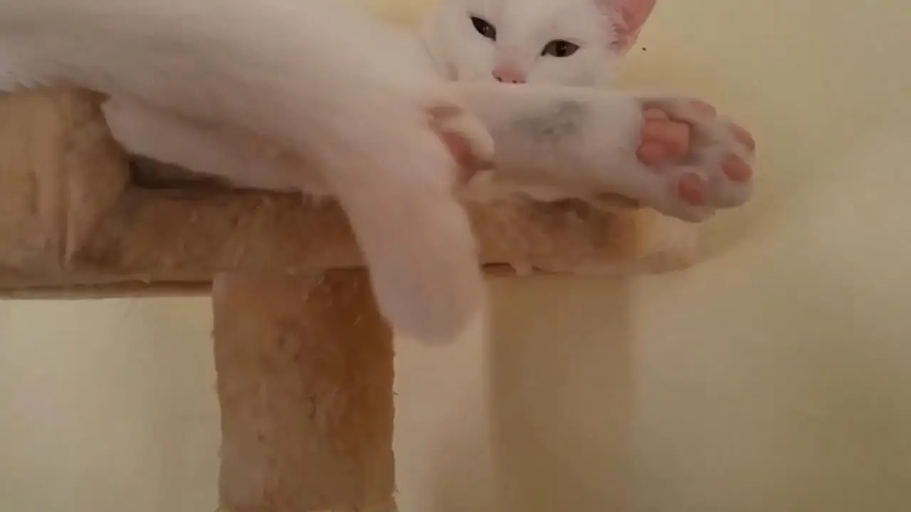 Training Cats To Get Along In a Multi-Cat Household