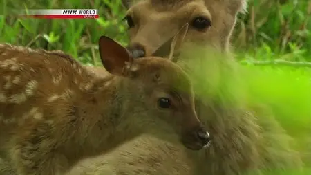 NHK Wildlife - Secrets of the Stag: Hokkaido Sika Deer (2012)