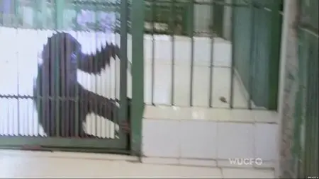 NOVA S41E19 - Inside Animal Minds: Who’s the Smartest (2014)