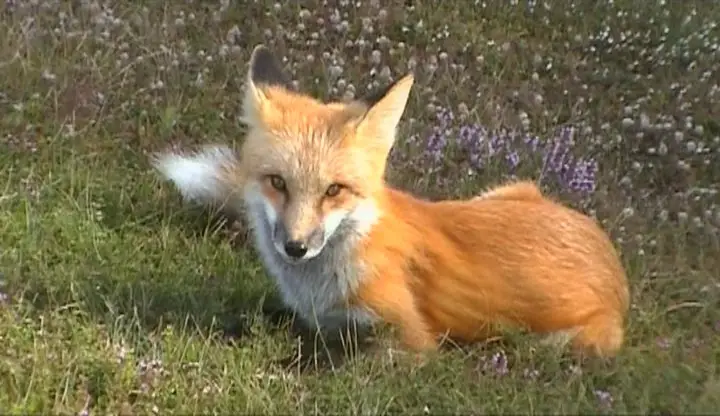 Золотой глобус. 12. Восточная Канада