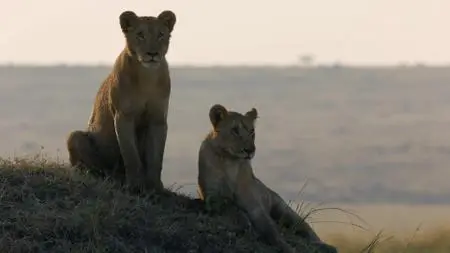 BBC: Dynasties (2018) [Season 1]