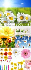 Stock flower