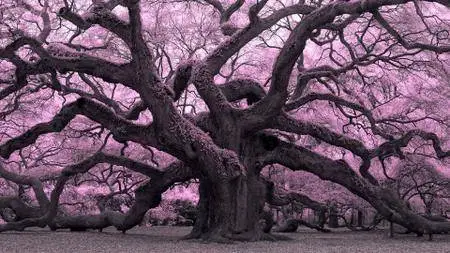 Infrared Photography: Nature and Landscapes