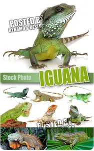 Iguana - UHQ Stock Photo