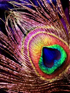 Many beautiful pictures of different subjects