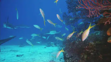 IMAX Deep Sea (2006)