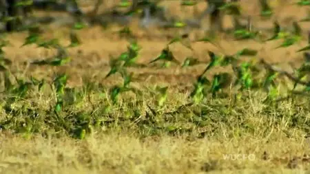 PBS - NATURE: The Gathering of Swarms (2014)