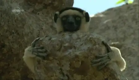 UKTV - Trouble in Lemur Land (2011)
