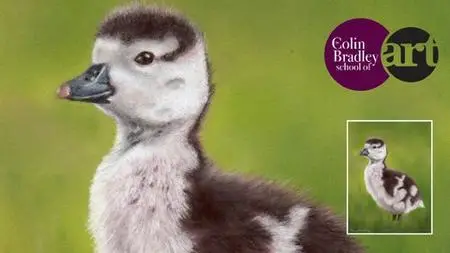 Draw A Gosling Using Pastel Pencils With Colin Bradley