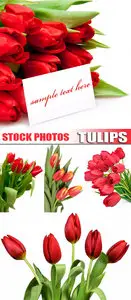 Tulips 2