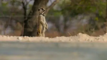 Meerkat Manor: Rise of the Dynasty S01E04