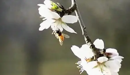 Film4 - Vanishing of the Bees (2009)